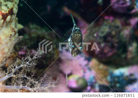 Young fish of Kitamakura 116871651