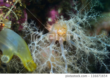Ishiko, a type of sea cucumber Ishiko, a type of sea cucumber 116871654