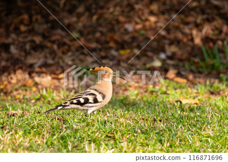 Hoopoe arrives on Iriomote Island in spring 03 116871696
