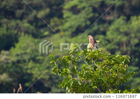 Spring, Iriomote Island's resident bird, the Crested Serpent Eagle 01 116871697