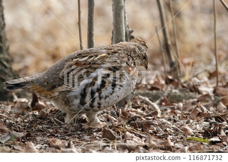 Ruffed grouse is foraging in dry grass of spring forest. Ruffed grouse is foraging in dry grass of spring forest. 116871732