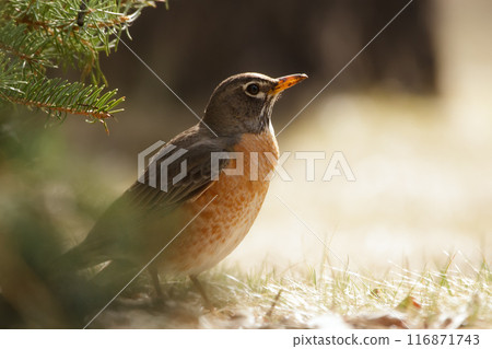 American robin is standing on the ground under the tree in morning light. 116871743