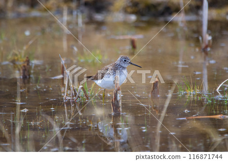 Solitary sandpiper is walking and foraging in the shallow waters in spring. Solitary sandpiper is walking and foraging in the shallow waters in spring. 116871744