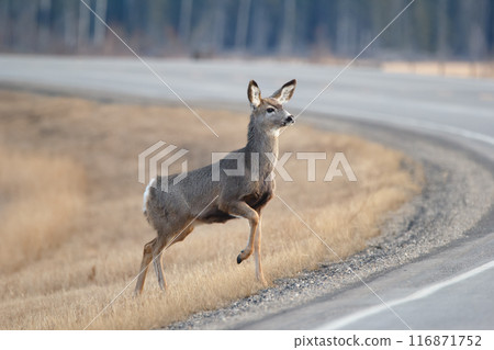 Mule deer is crossing the road in spring close to the forest. 116871752