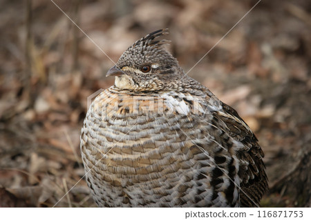 Ruffed grouse is resting in spring wood among trees. 116871753
