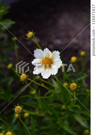 Coreopsis flowers blooming in a flowerbed 116871817