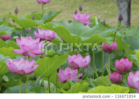 Lotus flower 116871854