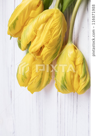 Bunch of yellow tulips with leaves on the white wooden table. 116871988