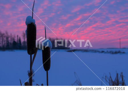 Silhouette of snowy reeds in pink and blue sunrise in winter. 116872018