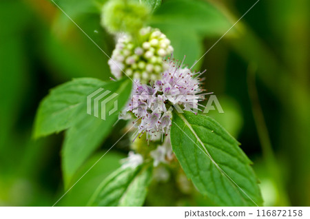Mint on the Yasuragi Embankment of the Shinano River 116872158