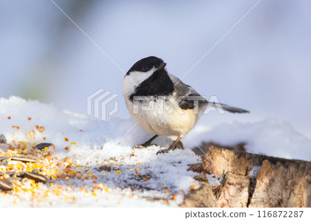 Little chickadee is sitting on a stump with seeds in winter park. 116872287
