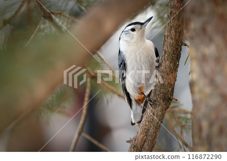 White-breasted nuthatch is perched on a spruce tree in winter park. 116872290