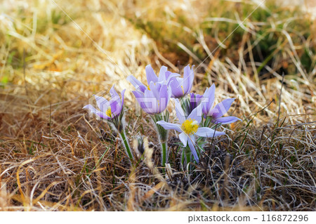 Early purple Crocuses are blooming in dry grass in spring. 116872296