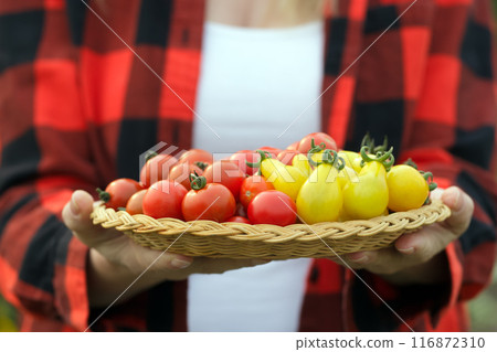 Gardener is holding a plate with red and yellow cherry tomatoes. 116872310