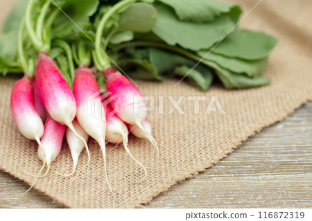 Fresh and clean red and white raddish (French breakfast variety) is on the burlap cloth on the wooden table. 116872319