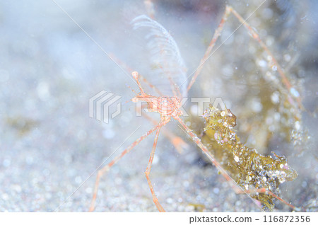 Mizuhiki螃蟹 116872356