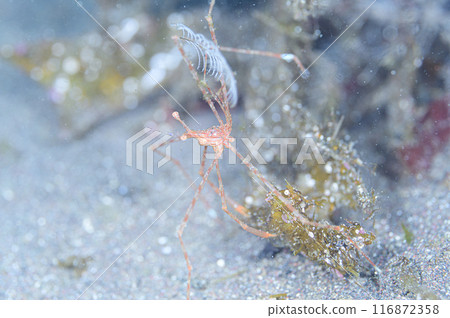 Mizuhiki螃蟹 116872358