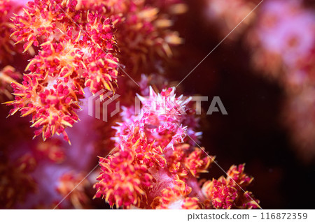 Isocompace豌豆 116872359