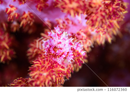 Isocompace豌豆 116872360