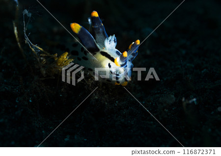 Tsunzo yumi 116872371