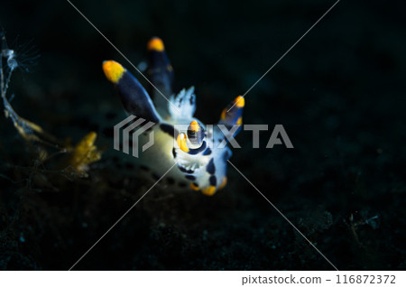 Tsunzo yumi 116872372