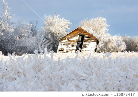 Lonely abandoned old wooden barn is standing in the field covered with snow near trees in hoarfrost, sunny winter day. 116872417