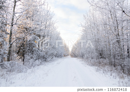 Beautiful country landscape - white snowy range road along the tree line covered with hoarfrost in a calm winter day. Beautiful country landscape - white snowy range road along the tree line covered with hoarfrost in a calm winter day. 116872418
