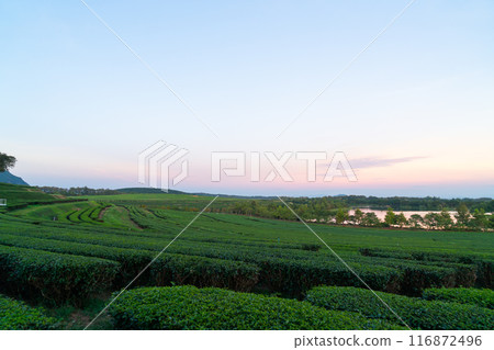 tea plantation on mountain in morning tea plantation on mountain in morning 116872496