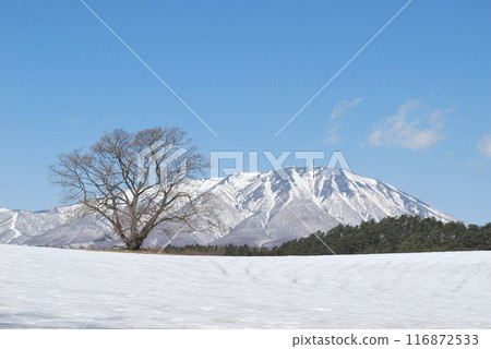 Iwate Iwate 116872533