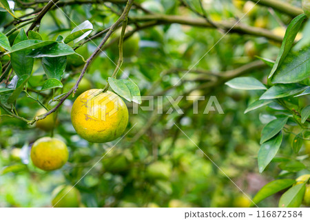 fresh tangerine orange on tree fresh tangerine orange on tree 116872584