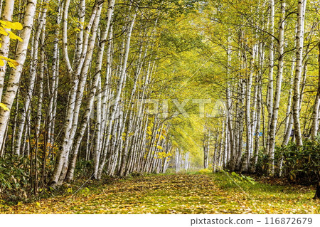 Birch road 116872679