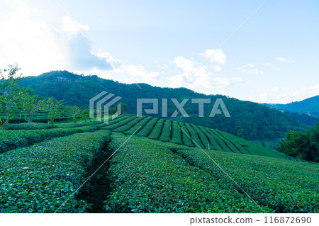 tea plantation and green tea plantation 116872690