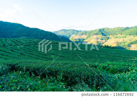 tea plantation and green tea plantation 116872692