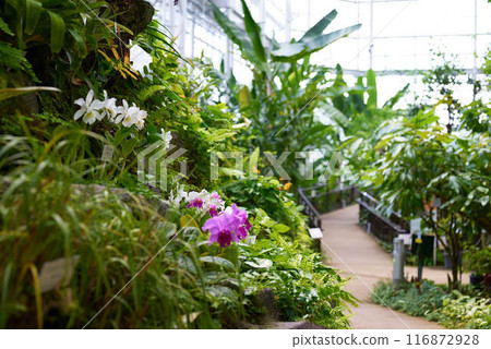 走進充滿植物的溫室,邀請您深入道路 走進充滿植物的溫室,邀請您深入道路 116872928