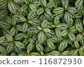 雜色植物的葉子充滿了螢幕 116872930