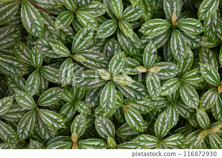 雜色植物的葉子充滿了螢幕 116872930