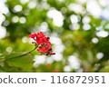 閃光背景上的紅色花朵 116872951