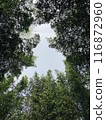透過樹縫看到的天空：竹林 116872960