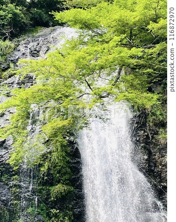 瀑布周圍環繞著新鮮的綠樹、藍色的秋葉和白色的瀑布 116872970