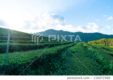 tea plantation and green tea plantation 116872980
