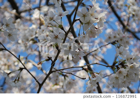 大阪 大阪 116872991