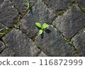 牆上長著綠葉 116872999