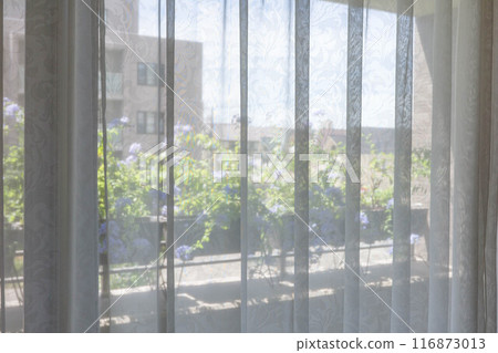 Relaxing living room and veranda gardening. Flower pot through the window curtain. soft light from the window Relaxing living room and veranda gardening. Flower pot through the window curtain. soft light from the window 116873013