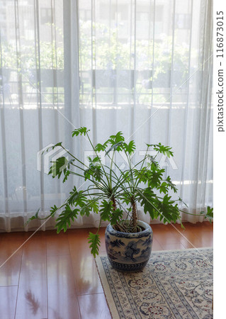 輕鬆的客廳和陽台園藝。透過窗簾的花盆。窗外柔和的光線 輕鬆的客廳和陽台園藝。透過窗簾的花盆。窗外柔和的光線 116873015