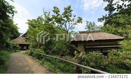 神奈川縣橫濱市本牧三溪園/三溪園的夏天 116873172