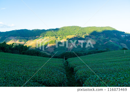 tea plantation and green tea plantation 116873469