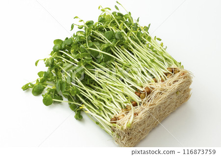 豆籽白背 116873759