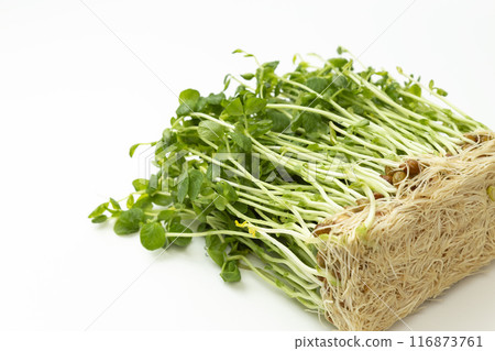 豆籽白背 豆籽白背 116873761