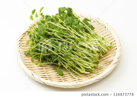 漏杓上的豆芽,白色背景 漏杓上的豆芽,白色背景 116873778