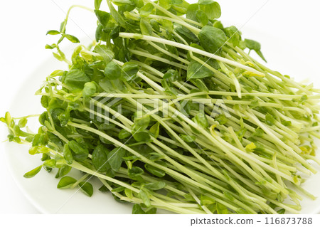豆籽白背 豆籽白背 116873788